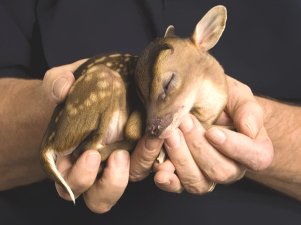 Baby-Deer